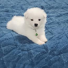 Drizella - White female American Eskimo Dog puppy in Grants Pass, Oregon from SnH Eskies