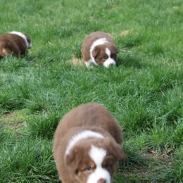 Australian Shepherd Puppies from Starlit Grove Australian Shepherds