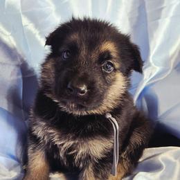 Grey Boy - Black and tan male Shiloh Shepherd puppy in Dover, Florida from Heritage Shilohs