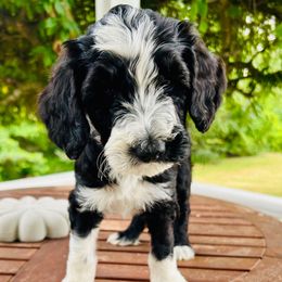 Jazmine - Parti female Goldendoodle puppy in Caledonia, Michigan from Daisys Doods