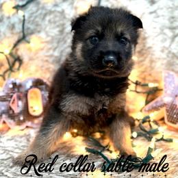 Red collar - Sable male German Shepherd puppy in Canterbury, Connecticut from Nachtwaechter German Shepherds, LLC