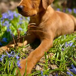 Labrador Retriever Puppies from Wolf Den Retrievers
