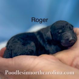 Roger - Silver male Poodle puppy in Greenville, North Carolina from Grace Poodles