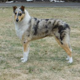Collie All Grown Up from Candace Ardizzone's Collies