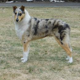 Collie All Grown Up from Candace Ardizzone's Collies