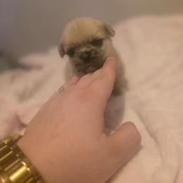 Antonio - Blue fawn male French Bulldog puppy in Pleasant Hill, Iowa from Courtney Nicole's Mal Shihs & Goldendoodles