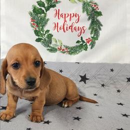 Teddie June - Red female Dachshund puppy in Anaconda, Montana from Williams Family Dachshunds