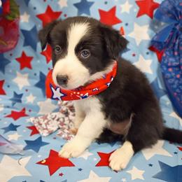 (Kaya) Maggie - Black and white female Border Collie puppy in Max, Nebraska from Stag Valley Homestead