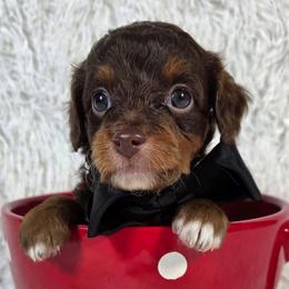 Mocha - Red phantom male Aussiedoodle puppy in Haleyville, Alabama from The Cuddly Dood Ranch