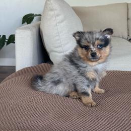 Boy 2 - Blue merle male Pomeranian puppy in Meridian, Idaho from Idaho_poms