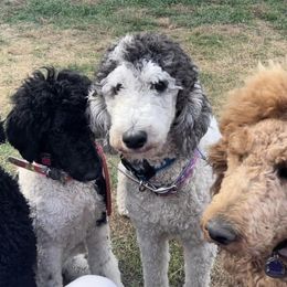 Poodles from Mazie's Standard Poodles