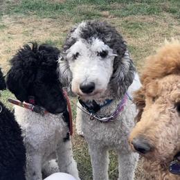 Poodles from Mazie's Standard Poodles