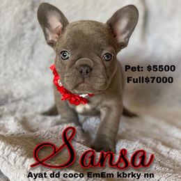 French Bulldog Puppies from Moon Mountain Frenchies