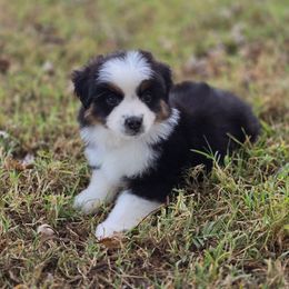 Spook - Black tri male Miniature American Shepherd puppy in Noble, Oklahoma from Roserock Aussies