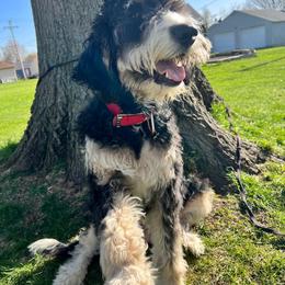 Bernedoodle All Grown Up from Heather's Pups