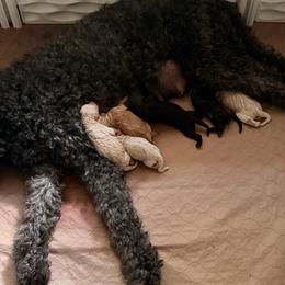 Boy 1 - Black male Goldendoodle puppy in Fruitland Park, Florida from Doodlepark
