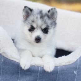 Cookie Toy Size Blue Merle - Merle female Pomsky puppy in Frazeysburg, Ohio from Mountain High Kennels