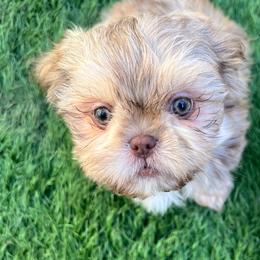 Boy 2 - Liver male Shih Tzu puppy in Silver Spring, Maryland from Saraya’s Shih Tzus