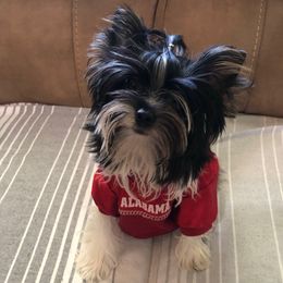 Rio - Yorkshire Terrier