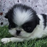 Girl 2 - Black tan and white female Japanese Chin puppy in Johnson City, Tennessee from Erin & Friends Japanese Chin