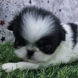 Girl 2 - Black tan and white female Japanese Chin puppy in Johnson City, Tennessee from Erin & Friends Japanese Chin