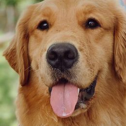 Border Collies and Golden Retrievers from Twin Silos Kennel