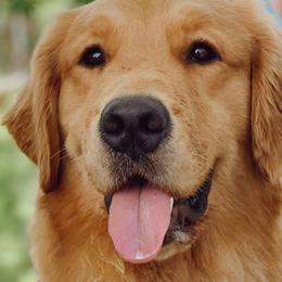 Border Collies and Golden Retrievers from Twin Silos Kennel