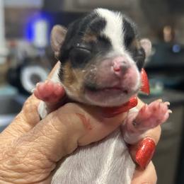 Parti boy 2 - Parti male Yorkshire Terrier puppy in Hot Springs, Arkansas from Weslynn Kennels
