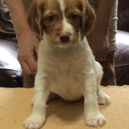 Green collar - White and orange female Brittany puppy in Belleview, Florida from Gourley's Brittanys