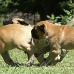 Mastiff Puppies from Two Ponds Mastiffs