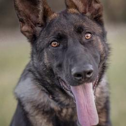 Cockapoos, German Shepherds, and Poodles from Cricket Hollow Canines