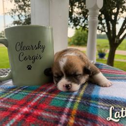 Latte - Red female Pembroke Welsh Corgi puppy in Rose, Nebraska from Clearsky Corgis