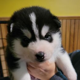Siberian Husky Puppies from Sovereign Siberians