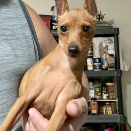 Puppy red boy - Red male Miniature Pinscher puppy in Stockton, California from Toykeeper's Kennel