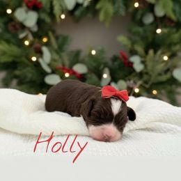 Holly - Brown and white female Bernedoodle puppy in Waco, Texas from Blessings Pups Doodles