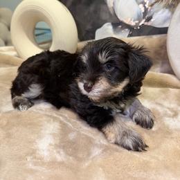 Twilight Sparkle - Liver female Miniature Schnauzer puppy in Menifee, California from Violet’s Meadow