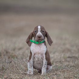 Bracco Italiano, German Shorthaired Pointer, and Vizsla Puppies from Nosam Kennels- Vizslas, German Shorthairs & Braccos- Kentucky