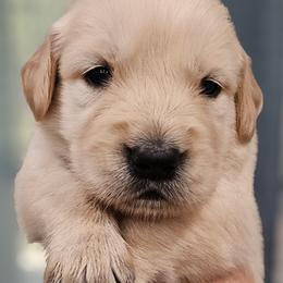 Mr. Blue - Light golden male Golden Retriever puppy in Mocksville, North Carolina from Hunting Creek Kennels & Farm