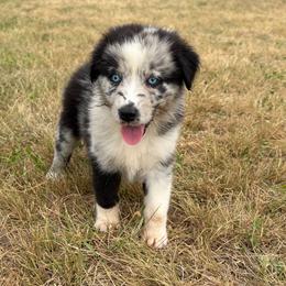 Hyacinth (BMF2) - Blue merle female Australian Shepherd puppy in Hubbard, Texas from Poston Paddock Aussies LLC