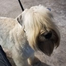 Bianca - Soft Coated Wheaten Terrier