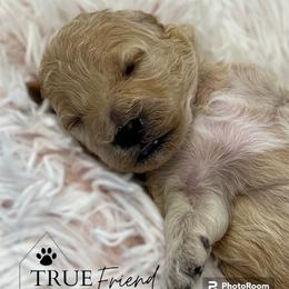 Goldendoodle Puppies from True Friend Doodles