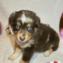 Ralphie - Red merle male Australian Shepherd puppy in Peach Bottom, Pennsylvania from Arcadia Australian Shepherds