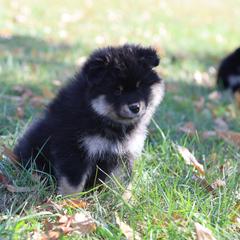 Robin - Black female Finnish Lapphund puppy in Lower Alloways Creek, New Jersey from Curticey Finnish Lapphunds