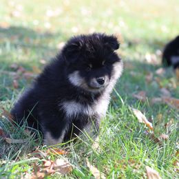 Robin - Black female Finnish Lapphund puppy in Lower Alloways Creek, New Jersey from Curticey Finnish Lapphunds