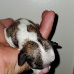 Shihpoo Puppies from Perfect Companion Puppies