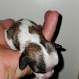 Shihpoo Puppies from Perfect Companion Puppies