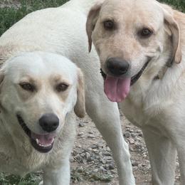 Labrador Retrievers from Stephanie's Labrador Retrievers