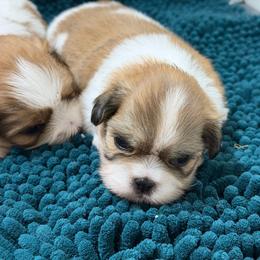 Chanel - Sable and white female Shih Tzu puppy in Reddell, Louisiana from TINYSHIHTZUFURU