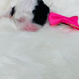 Twix. AKC. Clear - Parti female Poodle puppy in Nixa, Missouri from Family Poodles