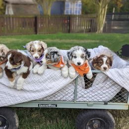 Australian Shepherd Puppies from Hickory Pines farm